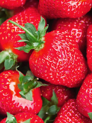 Lip Savior Soothing & Moisturizing Lip Balm in Strawberry Fields