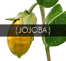 Jojoba
