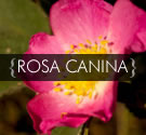 rosa canina oil